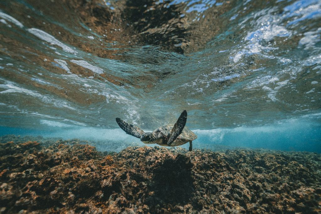 Mountain Biking, Volcano Hiking & Snorkeling Adventures on the Big Island of Hawai'i